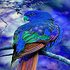Blue home parrot puzzle