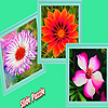 Various garden flowers puzzle